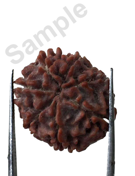 7 Mukhi Certified Nepali Rudraksha Size- 17 to 20 mm